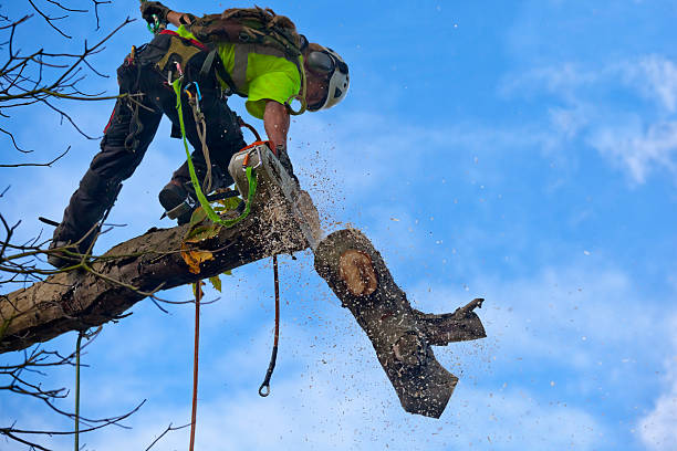 How Our Tree Care Process Works  in  Moravian Falls, NC